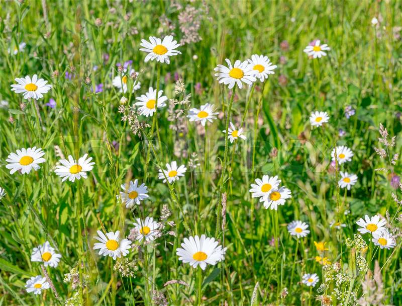 Sunny closeup shot of wildflowers at spring time, stock photo