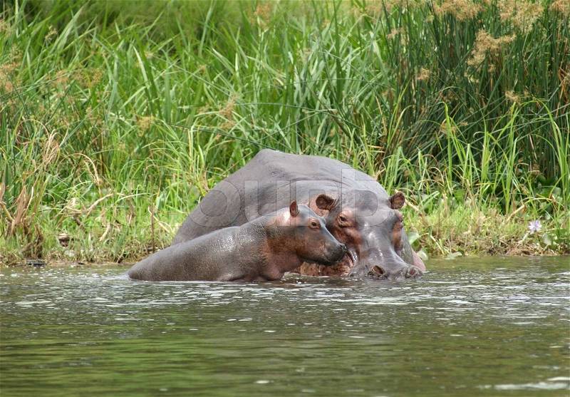 Hippo calf and cow waterside in Uganda, stock photo