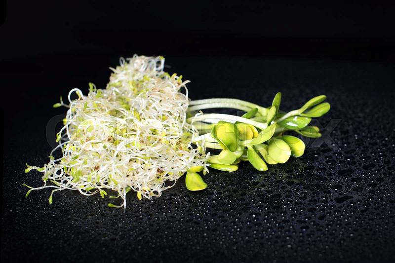 Mixed organic micro greens on black background with water drops. Fresh sunflower and heap of alfalfa micro green sprouts for healthy vegan food cooking. Healthy food and diet concept. Cut microgreens, stock photo