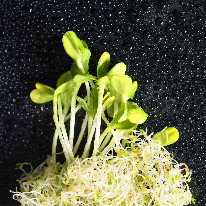 Mixed organic micro greens on black background with water drops. Fresh sunflower and heap of alfalfa micro green sprouts for healthy vegan food cooking. Healthy food and diet concept. Cut microgreens, top view, stock photo