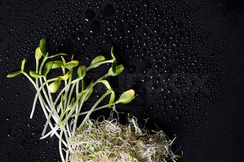 Mixed organic micro greens on black background with water drops. Fresh sunflower and heap of alfalfa micro green sprouts for healthy vegan food cooking. Health, diet concept.Cut microgreens, top view, stock photo
