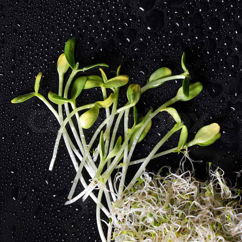Mixed organic micro greens on black background with water drops. Fresh sunflower and heap of alfalfa micro green sprouts for healthy vegan food cooking. Health, diet concept.Cut microgreens, top view, stock photo