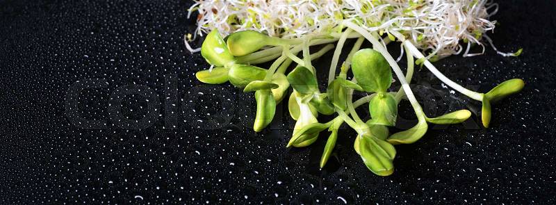 Mixed organic micro greens on black background with water drops. Fresh sunflower and heap of alfalfa micro green sprouts for healthy vegan food cooking. Health, diet concept.Cut microgreens, top view, banner, stock photo