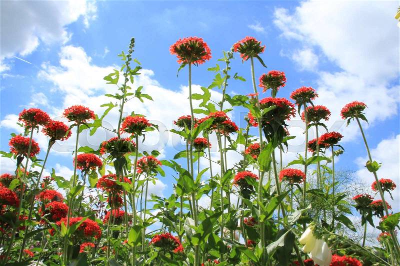 Blue sky with clouds and beautiful blooming red flowers in one of the gardens at Leeds Castle in Kent in England in the summer, stock photo