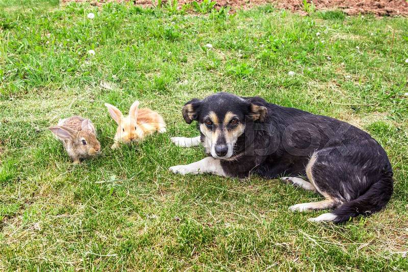 Two rabbits and dog, stock photo