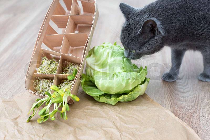 Gray cat sniffing food, green cabagge and micro greens. Cutted microgreens on crumpled craft paper. Healthy eating concept of fresh garden produce organically grown as a symbol of health, stock photo