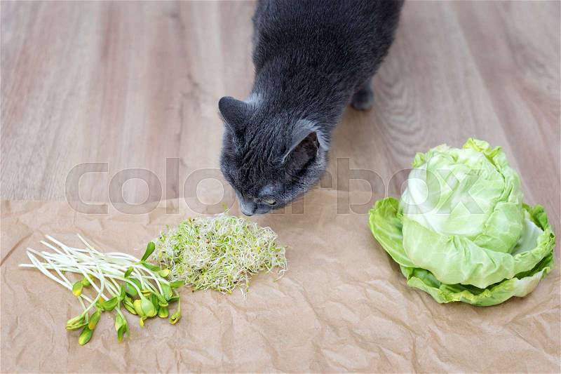 Gray cat sniffing food, green cabagge and micro greens. Cutted microgreens on crumpled craft paper. Healthy eating concept of fresh garden produce organically grown as a symbol of health, stock photo
