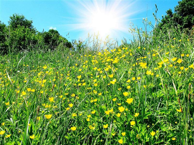 Splendid summer meadow and beautiful sun on the sky, stock photo