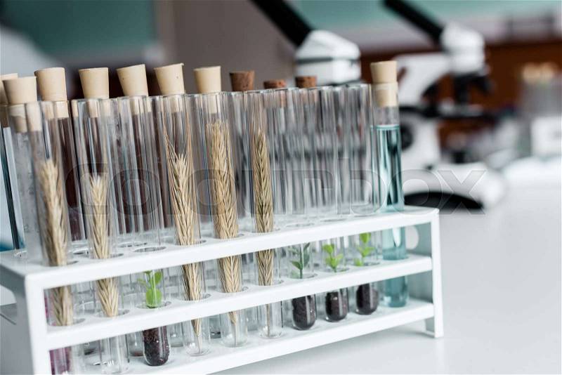 Close-up view of test tubes with wheat ears and green plants in soil on table in lab , stock photo