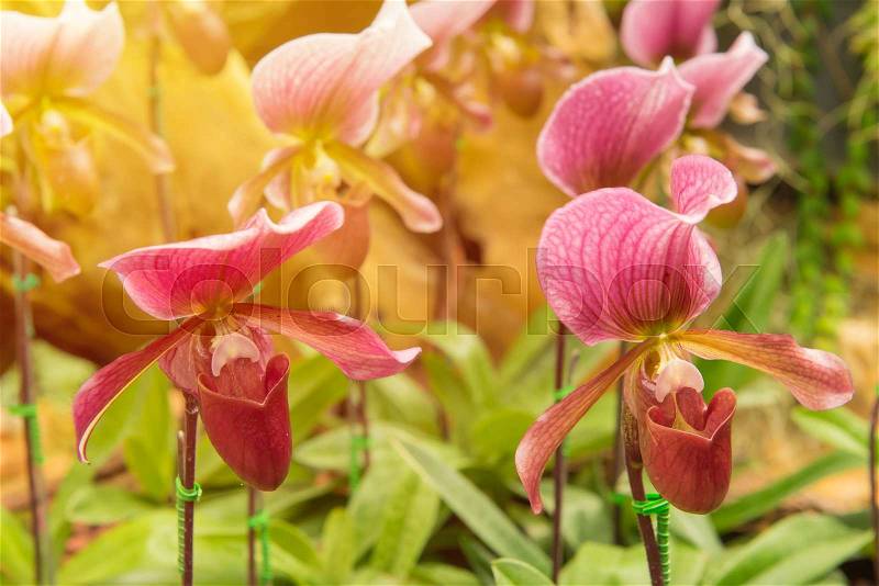 Colorful of lady\'s slipper orchid in Beautiful garden. (Paphiopedilum Callosum), stock photo
