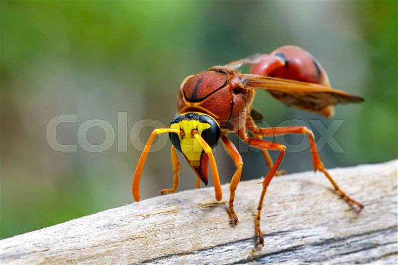 Image of potter wasp (Delta sp, Eumeninae) on dry timber. Insect Animal, stock photo