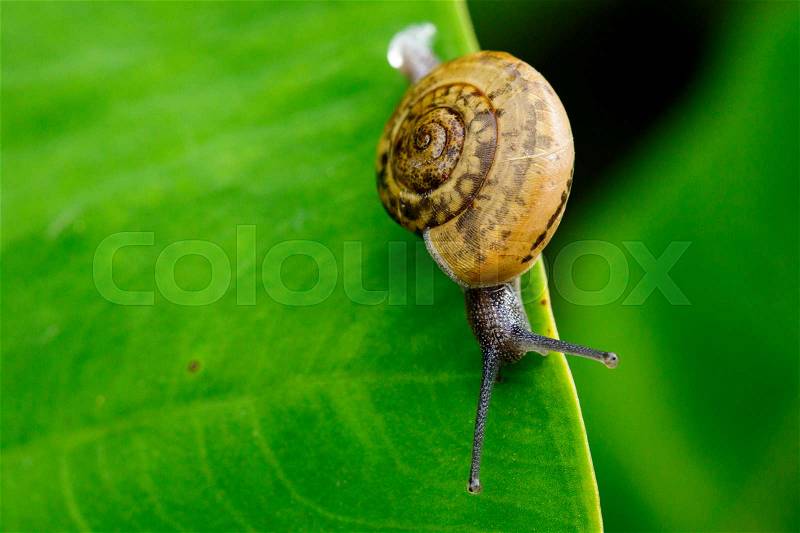 Image of snail on a green leaf. Reptile Animal, stock photo