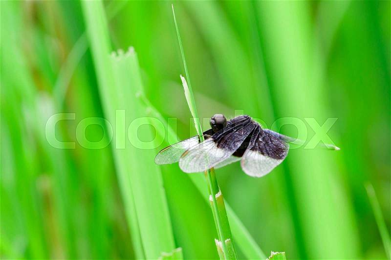 Image of Pied Paddy Skimmer Dragonfly (Neurothemis Tullia) on green leaves. Insect Animal, stock photo