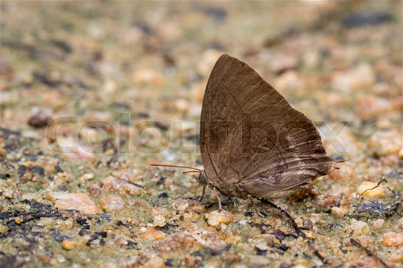 Image of brown butterfly on the ground. Insect Animal. , stock photo