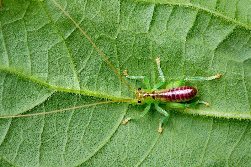Image of cricket green on green leaves. Insect Animal. , stock photo