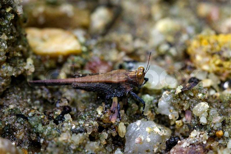 Image of dark brown grasshopper(Acrididae) on the sand. Insect Animal, stock photo