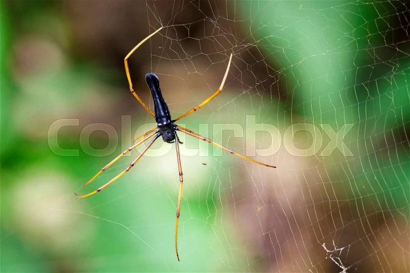 Image of Black Orb-weaver Spider (Nephila kuhlii Doleschall, 1859) on the spider web. Insect Animal, stock photo