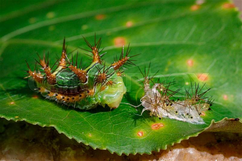 Image of Stinging Nettle Slug Caterpillar (Cup Moth, Limacodidae) \