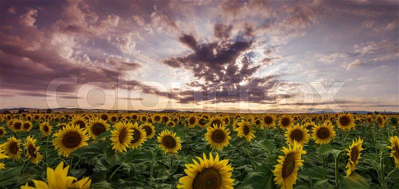 Sunflower harvest panorama sunset background, stock photo