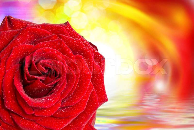 Close up of fresh beautiful rose flower, stock photo