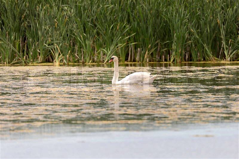 Mute Swan in Water with grass in the background, stock photo