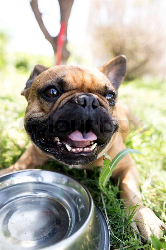 Dog drinking water from a bowl outdoors , stock photo