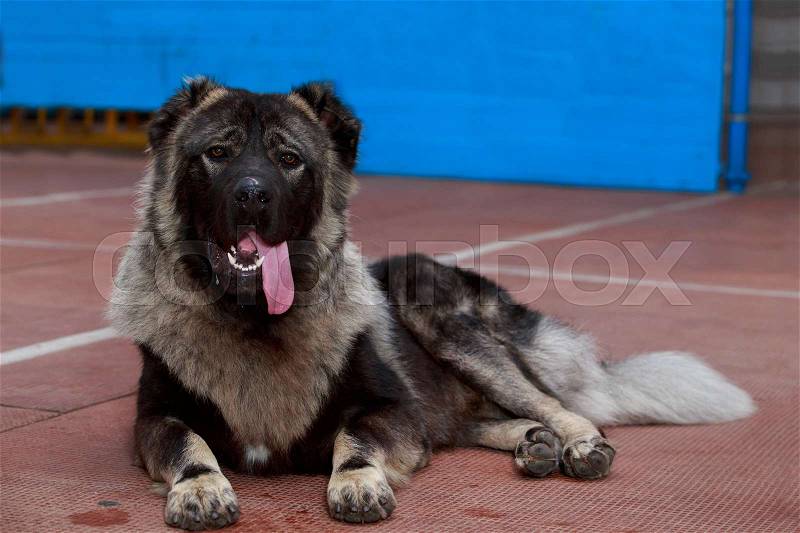 Dog breed Caucasian shepherd lying a sad, stock photo
