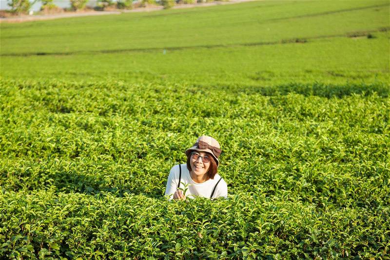 Asian women in the tea plantation The tranquil nature of the tea plantation on the mountain, stock photo