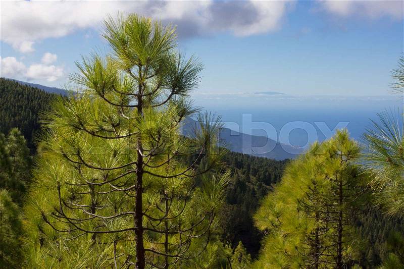 Spruce forest. Sustainable clear ecosystem. Pinus canariensis, Canary Island pine. Sea view, stock photo
