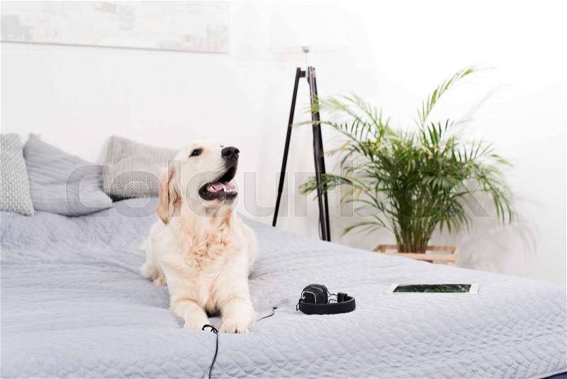 Golden retriever dog with headphones and digital tablet lying on bed, stock photo