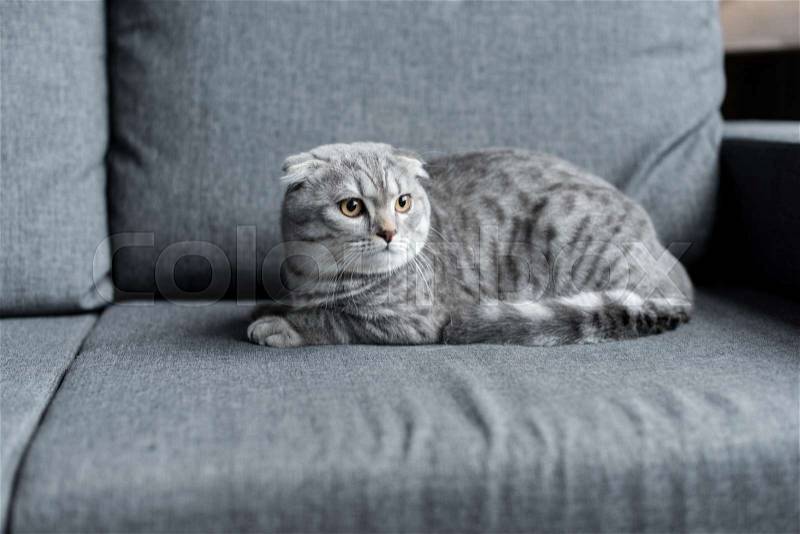 Grey fluffy scottish fold cat lying on sofa at home, stock photo