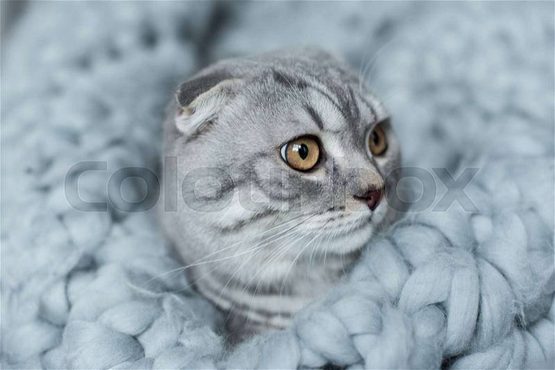 Grey fluffy scottish fold cat lying on wool blanket in bedroom, stock photo