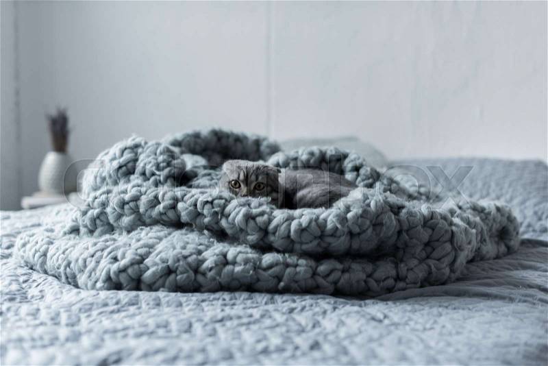 Grey fluffy scottish fold cat hiding in wool blanket in bedroom, stock photo