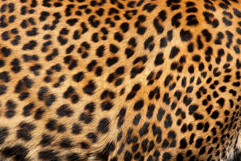 Close up pattern of Leopard Skin, stock photo