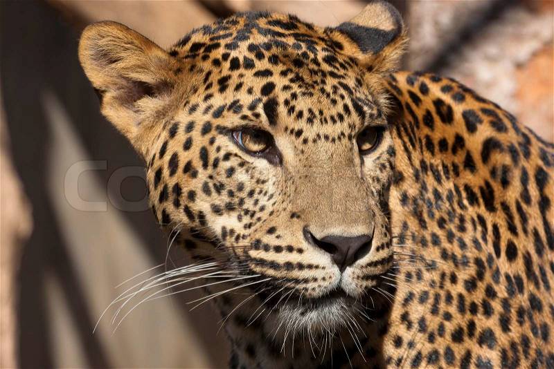 Close-up of face and torso of beautiful spotted leopard, stock photo