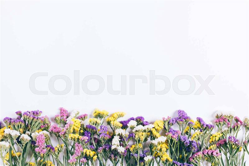 Colorful wildflowers lying in a line on white background, top view, stock photo