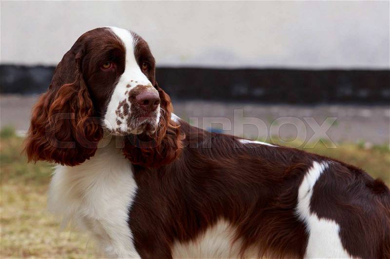 Dog breed English Springer Spaniel on outdoors, stock photo