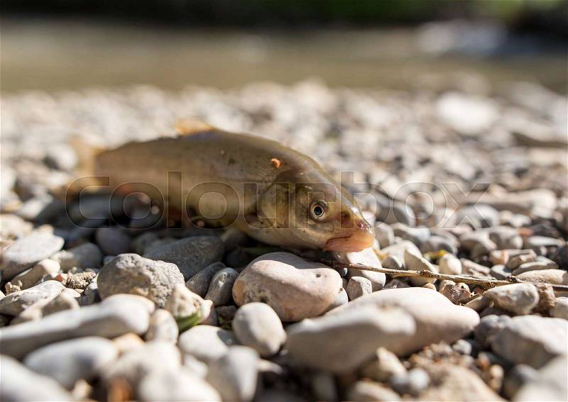 Fish on the rocks by the river in the nature, stock photo