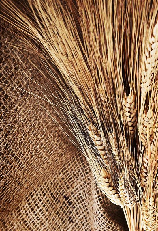 Wheat border over canvas background, harvest time, thanksgiving holiday decoration, stock photo