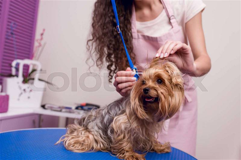 Cropped shot of professional groomer in apron cleaning ears of cute small furry dog, stock photo