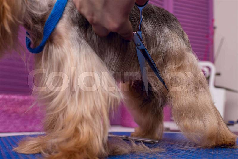 Cropped shot of professional groomer with scissors cutting fur of cute yorkshire terrier dog, stock photo