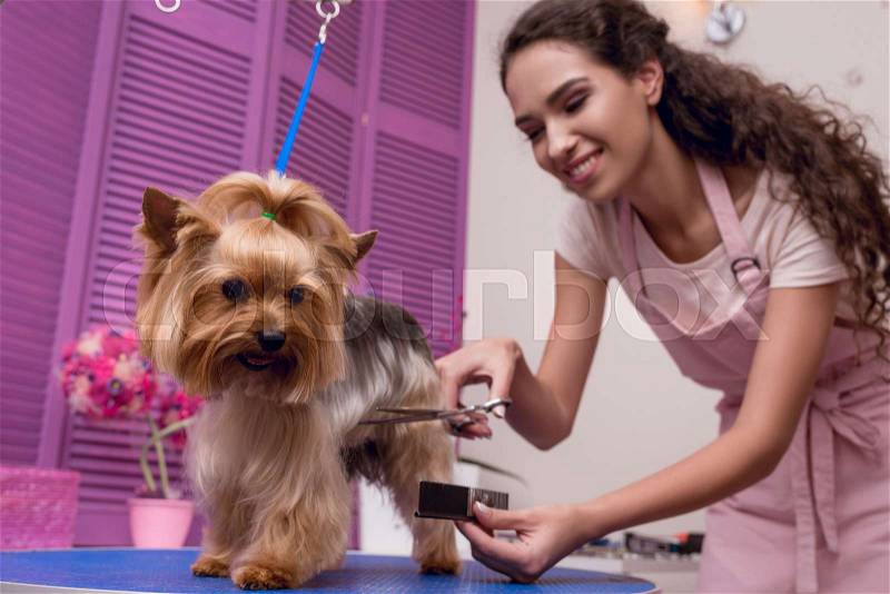 Young professional groomer holding comb and scissors while grooming dog in pet salon , stock photo