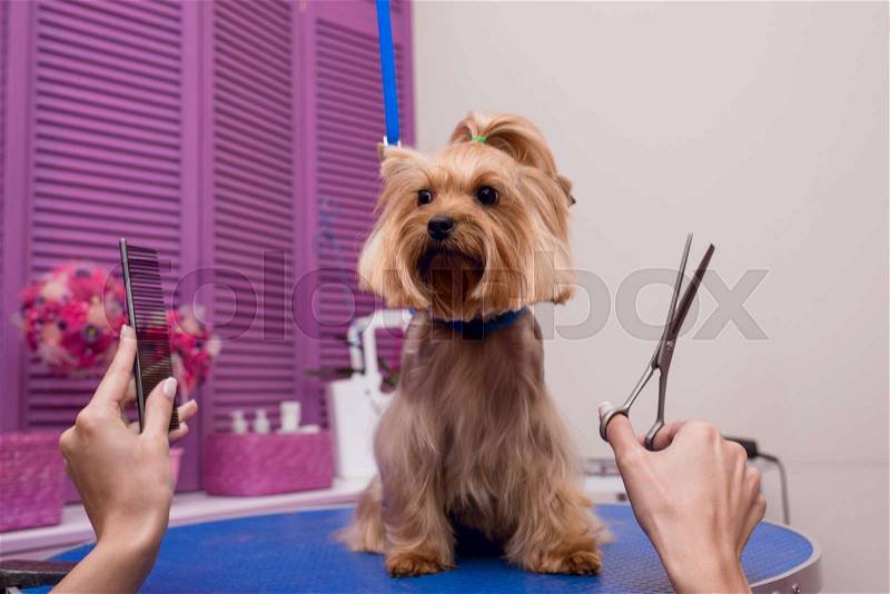 Cropped shot of groomer holding scissors and comb while grooming dog in pet salon , stock photo