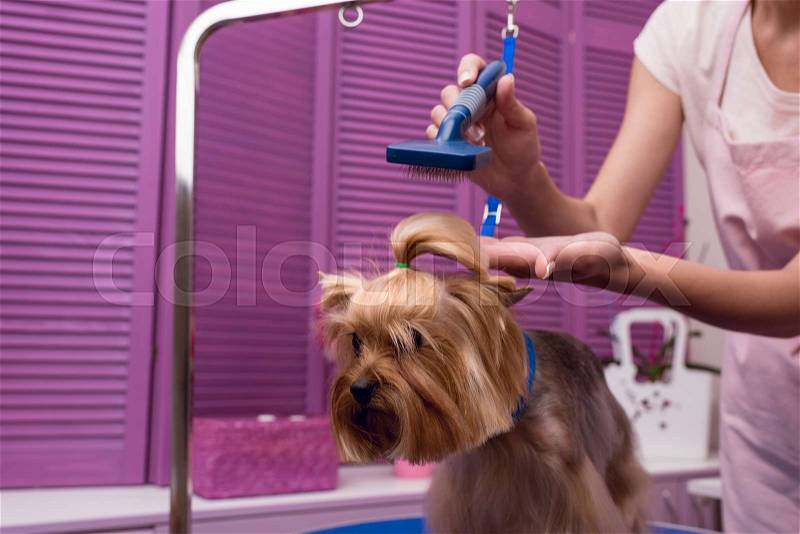 Cropped shot of groomer holding comb while grooming dog in pet salon , stock photo