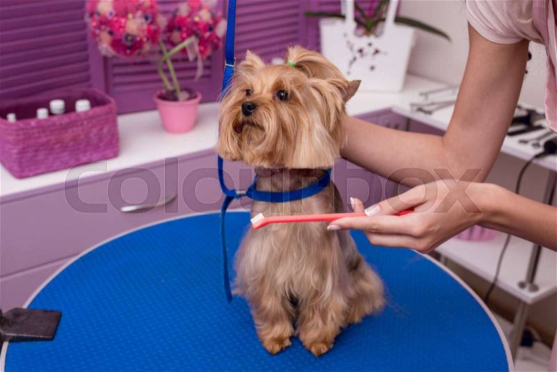 Cropped shot of groomer holding toothbrush while brushing teeth of small dog in pet salon, stock photo