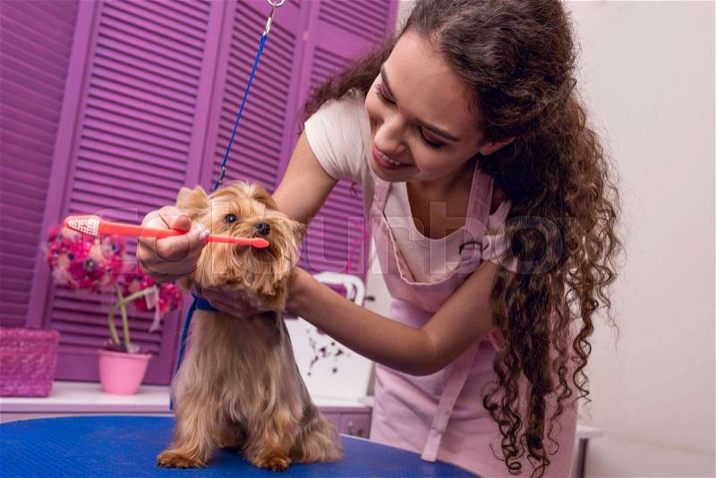 Smiling professional groomer holding toothbrush and brushing teeth of small dog in pet salon, stock photo