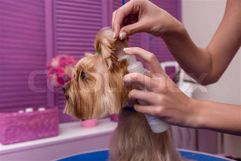 Cropped shot of professional groomer holding lotion while moisturising cute yorkshire terrier dog, stock photo