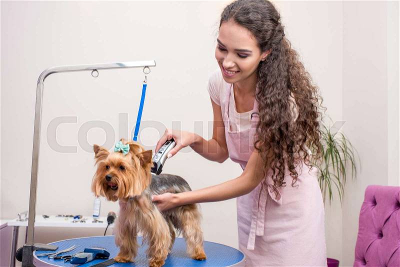 Smiling young groomer in apron trimming cute furry dog in pet salon, stock photo