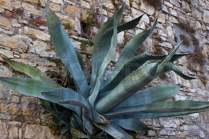 One big blue agave plant stone rock desert. Plant for tequila. Mexico, stock photo