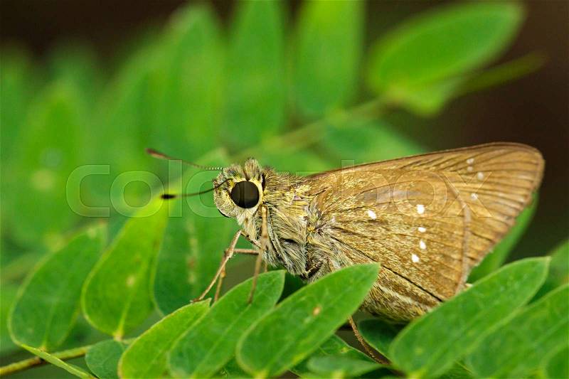 Image of The Common Branded Swift Butterfly (Pelopidas mathias mathias Fabricius, 1798) on a green leaf. Insect Animal, stock photo